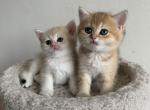 Bri babies - British Shorthair Cat For Sale - Brooklyn&comma; NY&comma; US