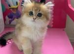 Leo - British Shorthair Cat For Sale - Brooklyn&comma; NY&comma; US