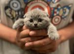 Blue folds - Scottish Fold Cat For Sale - Fort Wayne&comma; IN&comma; US