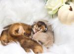 Litter D - Scottish Fold Cat For Sale - Watertown&comma; NY&comma; US