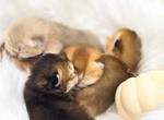 Litter D Babies - Scottish Fold Cat For Adoption - Watertown&comma; NY&comma; US