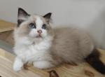 Bicolor Kitten male - Ragdoll Cat For Sale - Westborough&comma; MA&comma; US