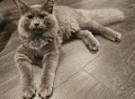 Prince - Siberian Cat For Sale - Arnold&comma; MO&comma; US