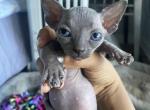 Batbaby2 - Bambino Cat For Sale - Chicago&comma; IL&comma; US