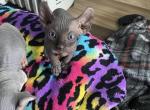 Batbaby 3 - Sphynx Cat For Sale - Chicago&comma; IL&comma; US