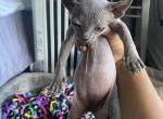 Batbaby4 - Sphynx Cat For Sale - Chicago&comma; IL&comma; US