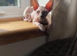 Mimi - Sphynx Cat For Sale - Chicago&comma; IL&comma; US