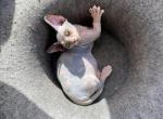 Fifi - Bambino Cat For Sale - Chicago&comma; IL&comma; US