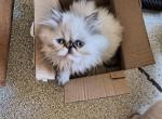 Himalayan Kitten - Himalayan Cat For Sale - Portland&comma; OR&comma; US