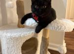 Mia - British Shorthair Cat For Sale - Jacksonville&comma; FL&comma; US