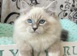 Nigel - Siberian Cat For Sale - Miami&comma; FL&comma; US