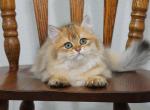 Eddy Shantaren Shakh BLH ny11 - British Shorthair Cat For Sale - CA&comma; US