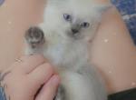 Ragdoll Siamese Kittens - Ragdoll Cat For Sale - Eau Claire&comma; WI&comma; US