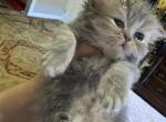 Celestial Nashville junior - Persian Cat For Sale - Fort Worth&comma; TX&comma; US