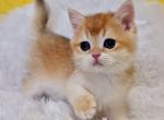 Kiapa - British Shorthair Cat For Sale - Brooklyn&comma; NY&comma; US