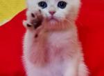 Keks - British Shorthair Cat For Sale - Brooklyn&comma; NY&comma; US