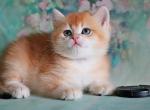 Ignatius - British Shorthair Cat For Sale - Brooklyn&comma; NY&comma; US