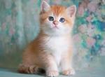 Irwin - British Shorthair Cat For Sale - Brooklyn&comma; NY&comma; US