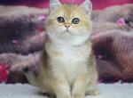 Simba - British Shorthair Cat For Sale - Brooklyn&comma; NY&comma; US