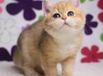 Raffaelka - British Shorthair Cat For Sale - Brooklyn&comma; NY&comma; US