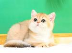 Cherry - British Shorthair Cat For Sale - Brooklyn&comma; NY&comma; US