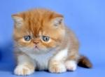 Fanta - Exotic Cat For Sale - Brooklyn&comma; NY&comma; US