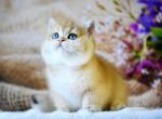 Lord - British Shorthair Cat For Sale - Brooklyn&comma; NY&comma; US