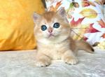Viola - British Shorthair Cat For Sale - Brooklyn&comma; NY&comma; US