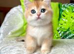 Conor - British Shorthair Cat For Sale - Brooklyn&comma; NY&comma; US