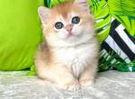 Carly - British Shorthair Cat For Sale - Brooklyn&comma; NY&comma; US