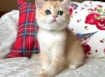Qiana - British Shorthair Cat For Sale - Brooklyn&comma; NY&comma; US