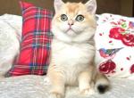 Qassem - British Shorthair Cat For Sale - Brooklyn&comma; NY&comma; US