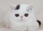 Matthew McConaghey - Persian Cat For Sale - Brooklyn&comma; NY&comma; US