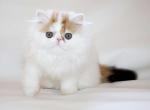 Nancy Allen - Persian Cat For Sale - Brooklyn&comma; NY&comma; US