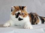Natalie Portman - Persian Cat For Sale - Brooklyn&comma; NY&comma; US
