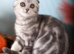 Jordan - Scottish Fold Cat For Sale - Brooklyn&comma; NY&comma; US