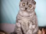 Iron - Scottish Fold Cat For Sale - Brooklyn&comma; NY&comma; US