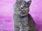 Bruno - British Shorthair Cat For Sale - Brooklyn&comma; NY&comma; US
