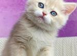 Dana - British Shorthair Cat For Sale - Brooklyn&comma; NY&comma; US