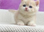 Eddy - British Shorthair Cat For Sale - Brooklyn&comma; NY&comma; US
