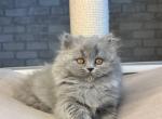 Kamma - British Shorthair Cat For Sale - Brooklyn&comma; NY&comma; US
