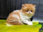 Miroslav - Persian Cat For Sale - Brooklyn&comma; NY&comma; US