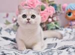 Tiffany - British Shorthair Cat For Sale - Brooklyn&comma; NY&comma; US