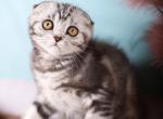 Helga - Scottish Fold Cat For Sale - Brooklyn&comma; NY&comma; US