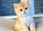 Mia - British Shorthair Cat For Sale - Brooklyn&comma; NY&comma; US