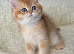 Alex - British Shorthair Cat For Sale - Brooklyn&comma; NY&comma; US
