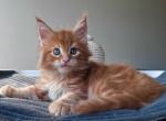 Garret - Maine Coon Cat For Sale - Miami&comma; FL&comma; US