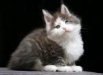 Luis - Maine Coon Cat For Sale - Miami&comma; FL&comma; US
