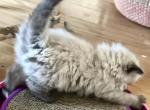 Gorgeous Persian Himalayan Ragdoll Kittens - Ragamuffin Cat For Sale - Ojai&comma; CA&comma; US