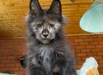 Aiden - Maine Coon Cat For Sale - Hollywood&comma; FL&comma; US